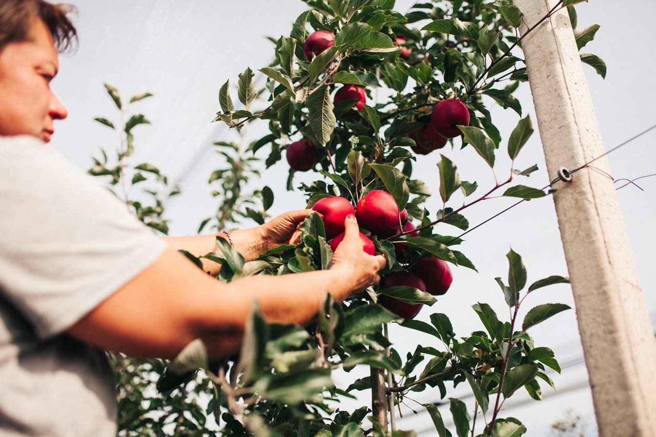 Sustainability in practice