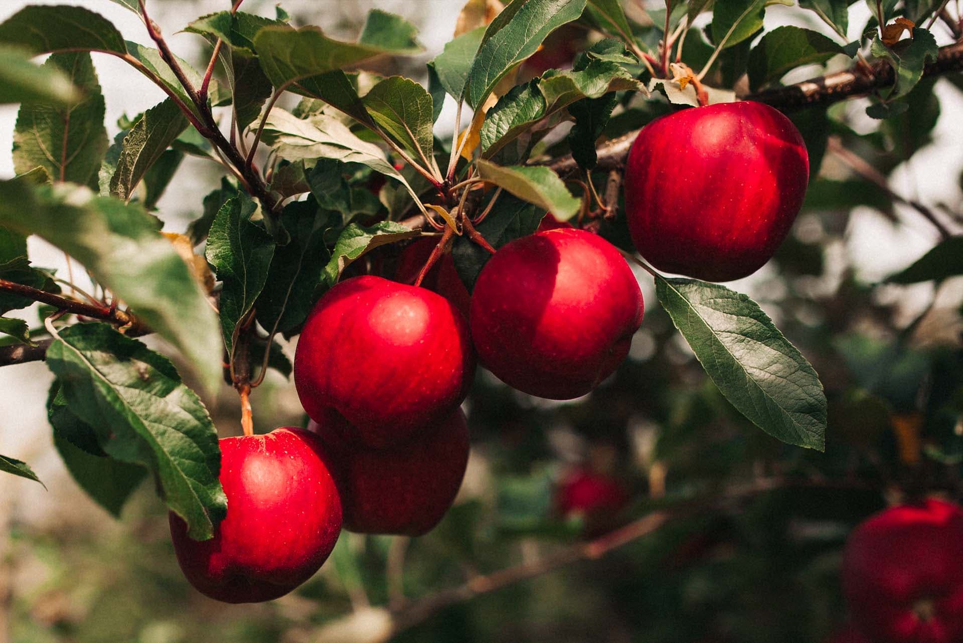 Our apples from Moravia.